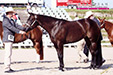 Shesa Hot Krymsun - EM Amateur Halter - September 2007